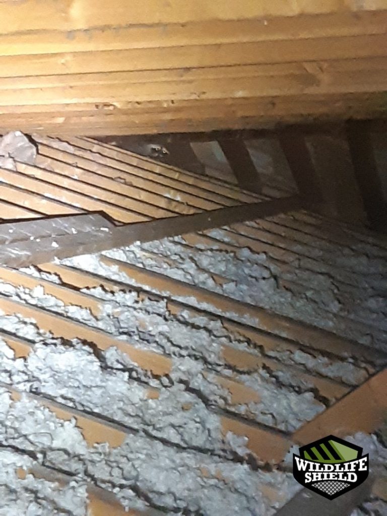 newmarket attic insulation disturbed inspection 01 newmarket attic insulation disturbed inspection 01