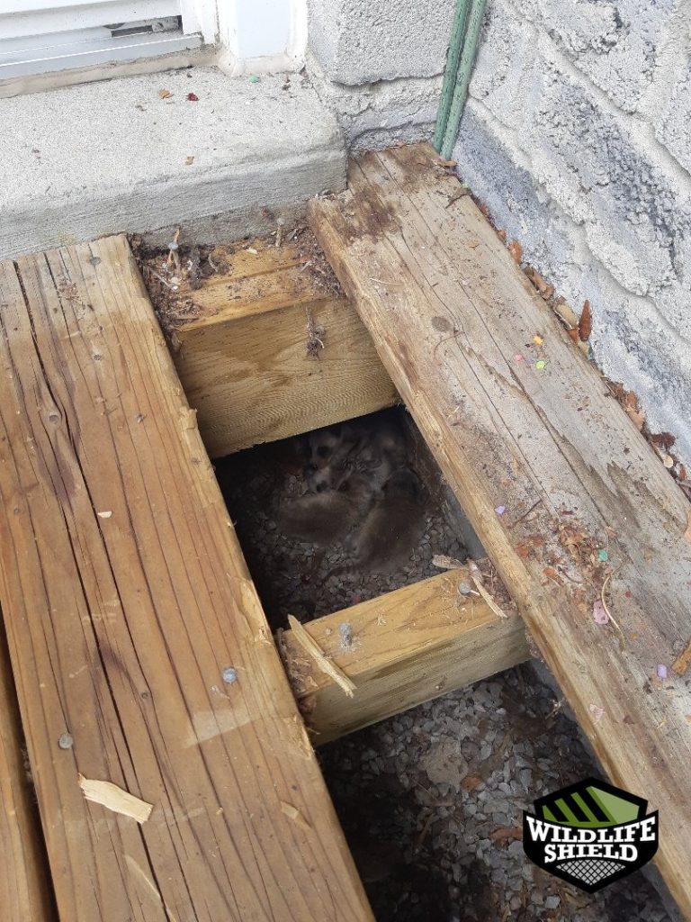 newmarket crawlspace nest material inspection 03 newmarket crawlspace nest material inspection 03