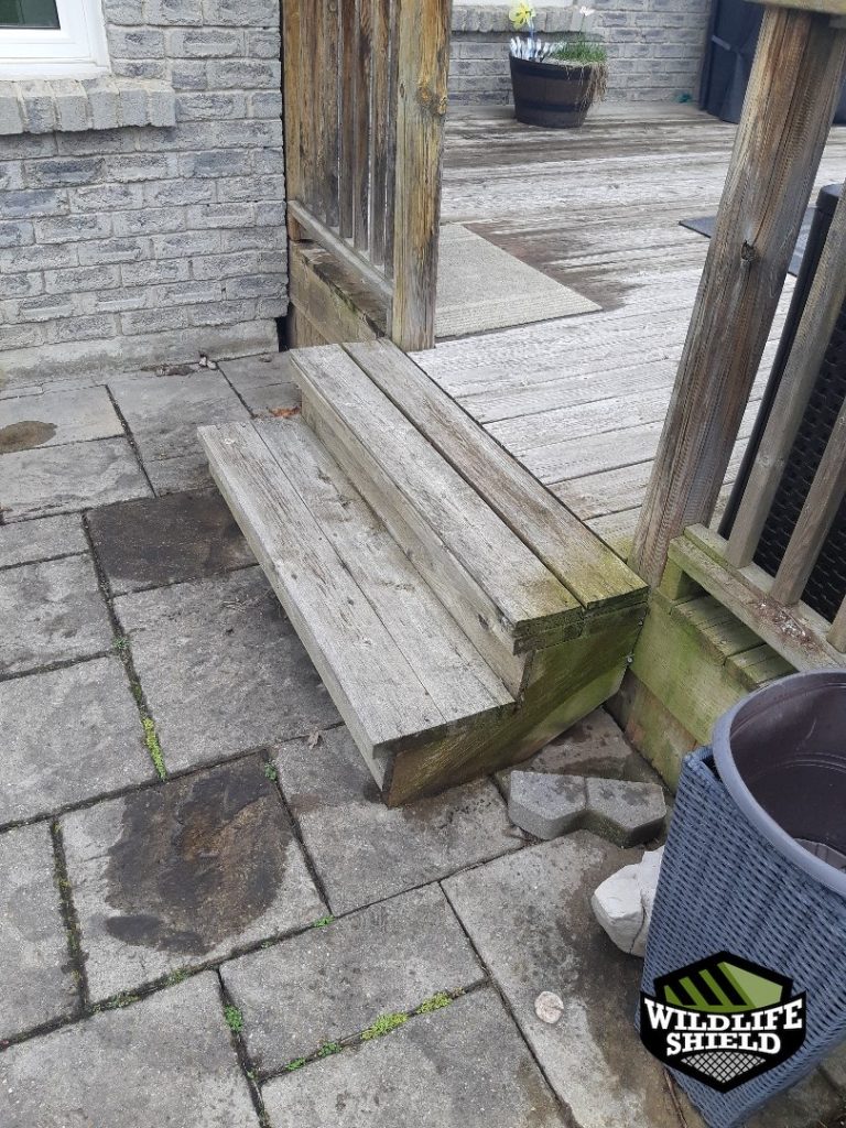 newmarket deck structural damage inspection 01 newmarket deck structural damage inspection 01