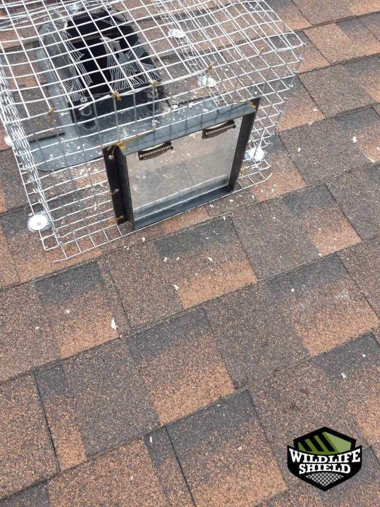 newmarket roof plumbing vent install 03 newmarket roof plumbing vent install 03