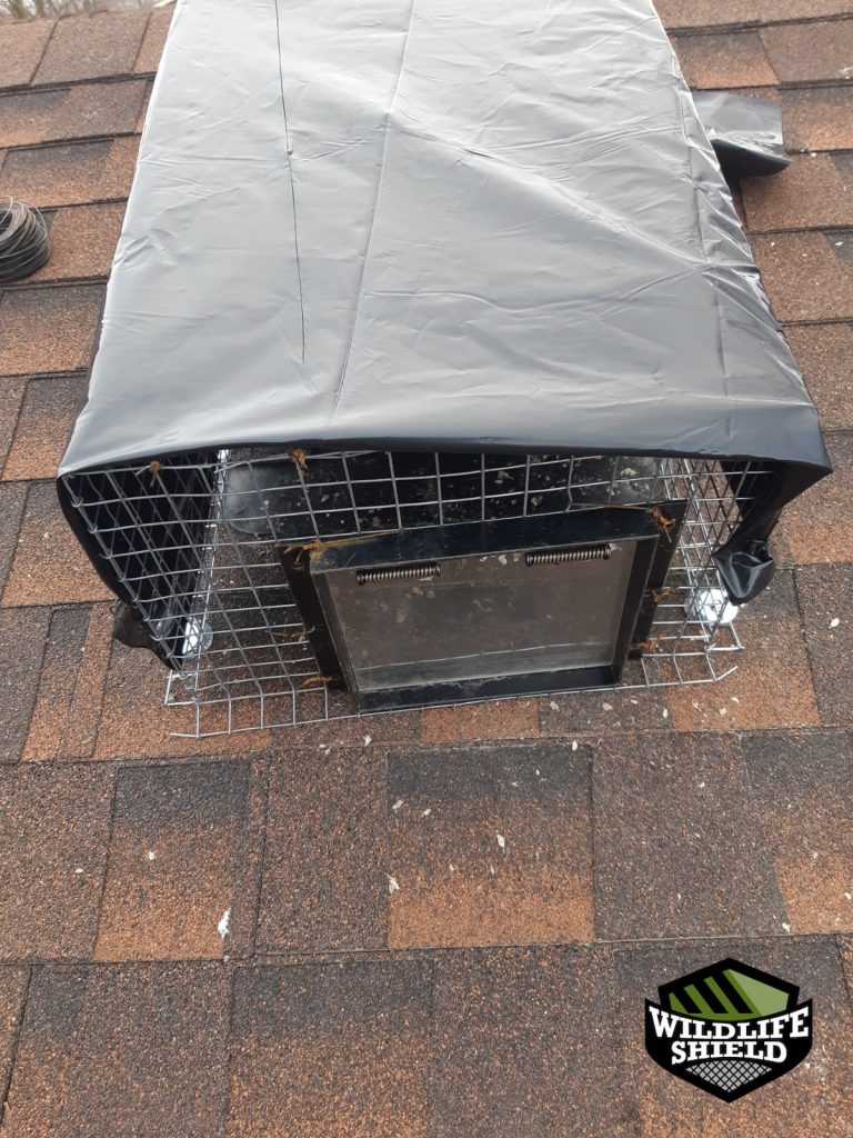 newmarket roof plumbing vent install 04 newmarket roof plumbing vent install 04