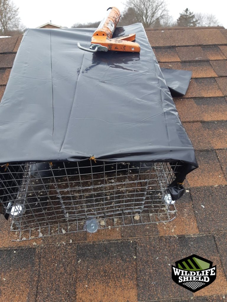 newmarket roof plumbing vent install 05 newmarket roof plumbing vent install 05