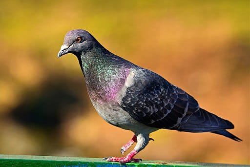 pigeon removal newmarket