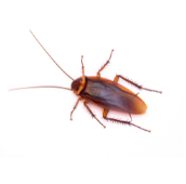 americian cockroach exterminator