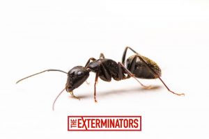 ant control newmarket