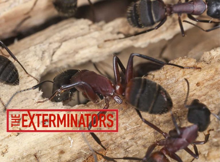 ant pest control newmarket