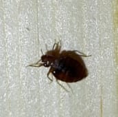bed bug exterminator newmarket