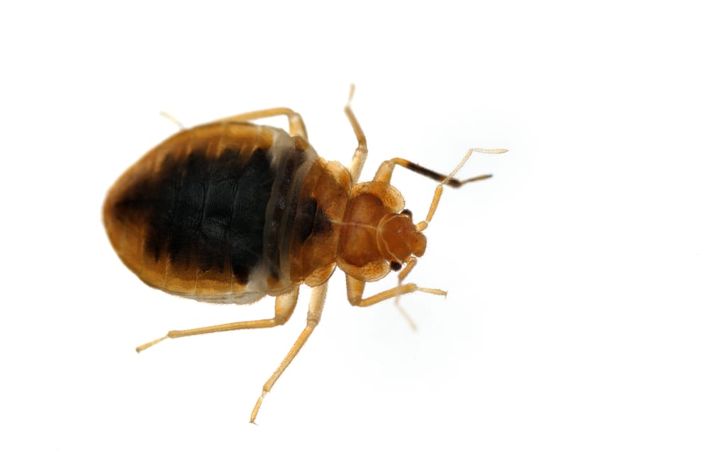 bed bug pest control newmarket
