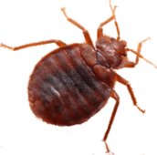 bed bug control newmarket