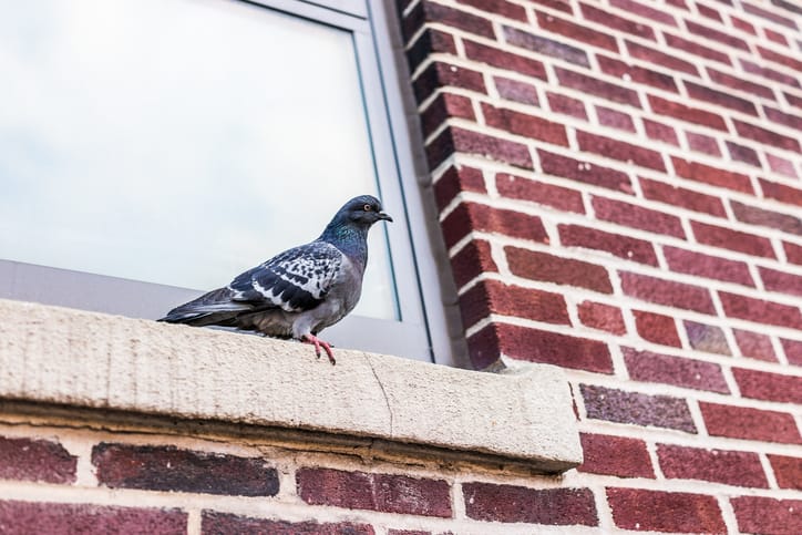 bird pest control newmarket