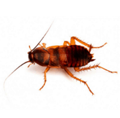 brown banded cockroach pest exterminator newmarket
