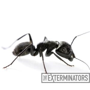 carpenter ant extermination newmarket