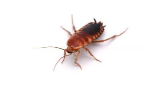 cockroach pest control newmarket