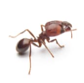 fire ant treatment newmarket