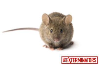 mouse control newmarket