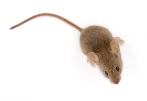 mouse pest exterminator newmarket