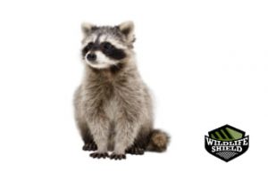 humane raccoon control