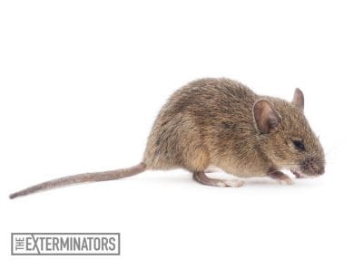 rodent removal newmarket