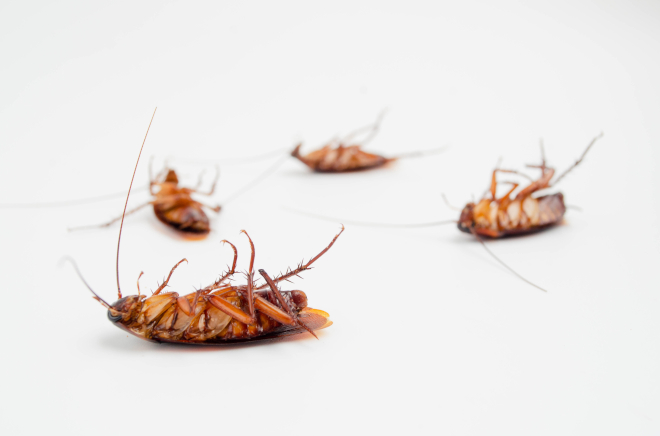 How to Get Rid of German Cockroaches