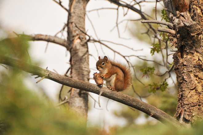 How to Get Rid of Red Squirrels