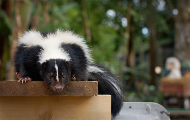 How to Get Rid of Skunks
