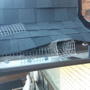 raccoon-removal-newmarket