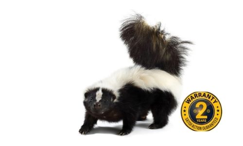 skunk removal Newmarket