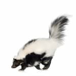 skunk removal services in newmarket region