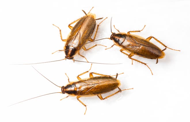 what-does-a-baby-cockroach-look-like