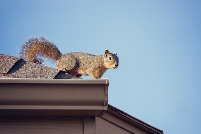 do-squirrels-hibernate