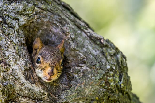 how-to-make-squirrel-repellent