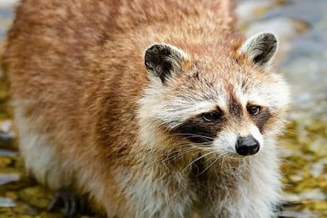 what-are-baby-raccoons-called