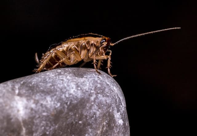 what-does-a-baby-cockroach-look-like (2)