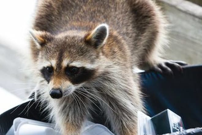 what-does-raccoon-poop-look like