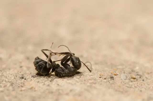 Ant Wars DIY vs. Professional Pest Control