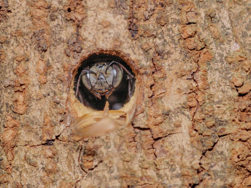 Are Wasps Active at Night Unraveling Their Nocturnal Habits