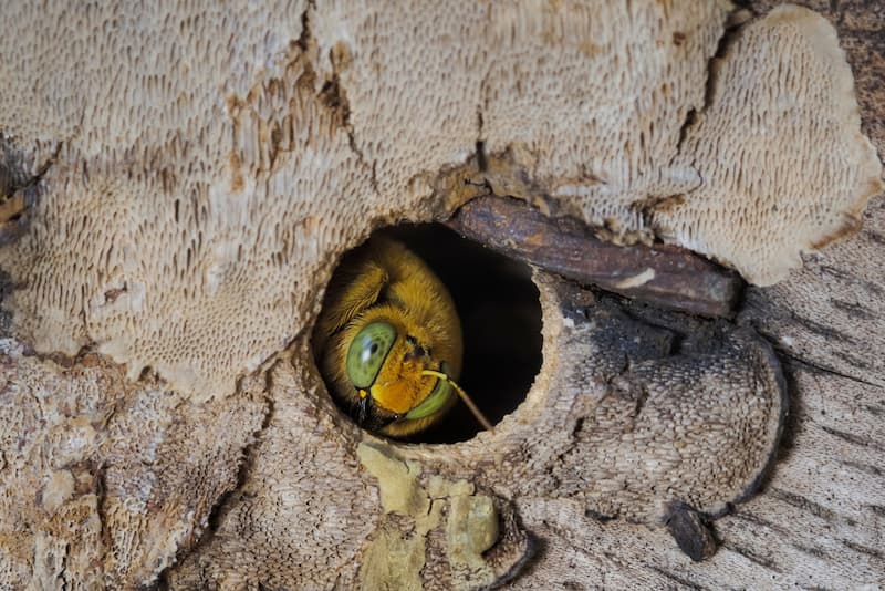 Balancing Wasps and Pest Control in Your Garden