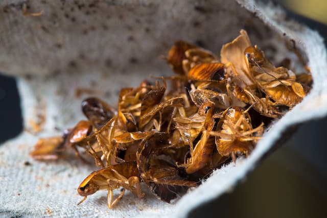 Battling Cockroaches in Multifamily Homes Strategies for Landlords