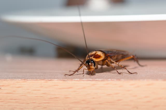 Can Cockroaches Really Survive a Nuclear Blast