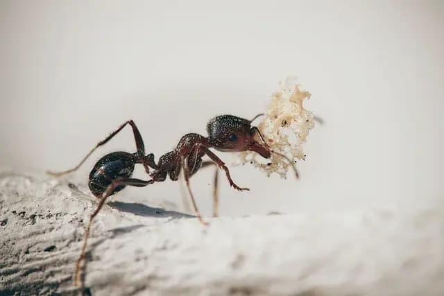 Carpenter Ants Silent House Wreckers – How to Spot Them