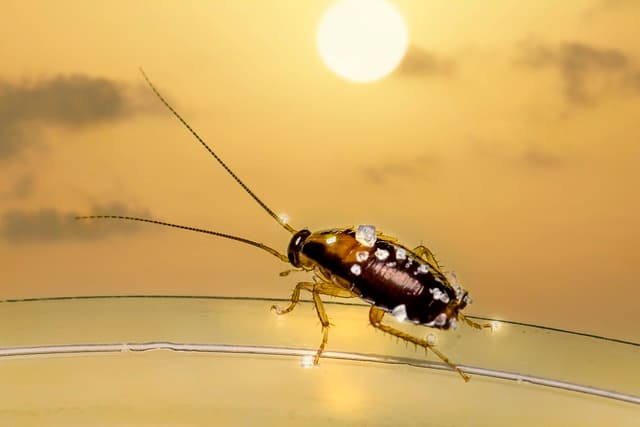 Cockroaches and Food Safety What You Need to Know