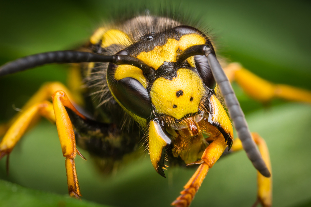 DIY vs. Professional Wasp Control