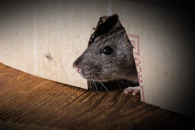 Facing the Rat Onslaught Strategies for Dealing with Rat Infestations