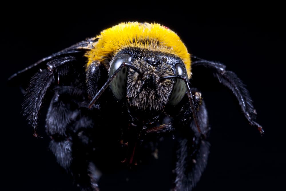 Identifying and Managing Wasp Nests