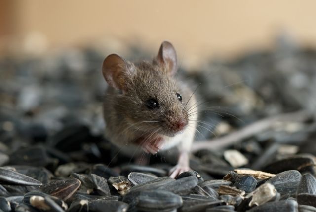 Locking Them Out Sealing Entry Points to Keep Mice Away