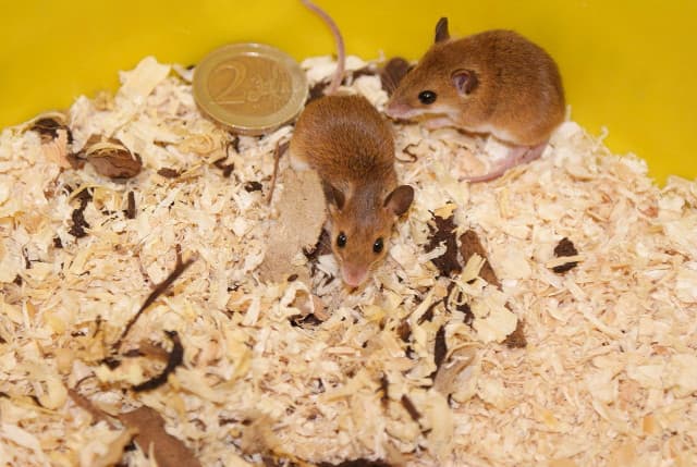 Mouse Proofing Your Home A Step By Step Guide to Securing Entryways