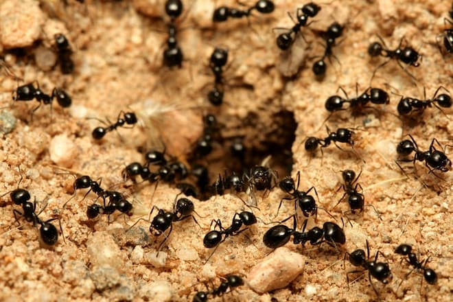 Professional Pest Control Your Solution to Ant Infestations