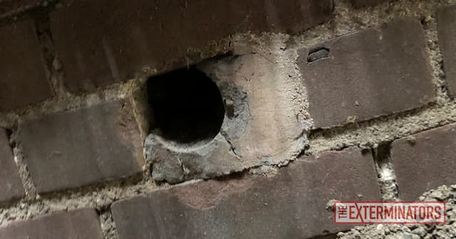 Rat Nests 101 Where Do Rats Hide in Your House