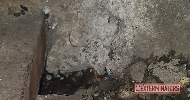 Rats in the Attic How to Handle Upper Level Infestations