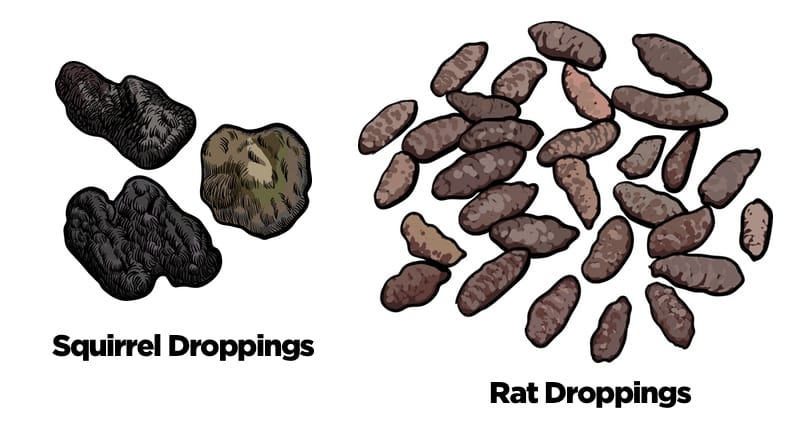 Rats in the Walls How to Handle In Wall Infestations